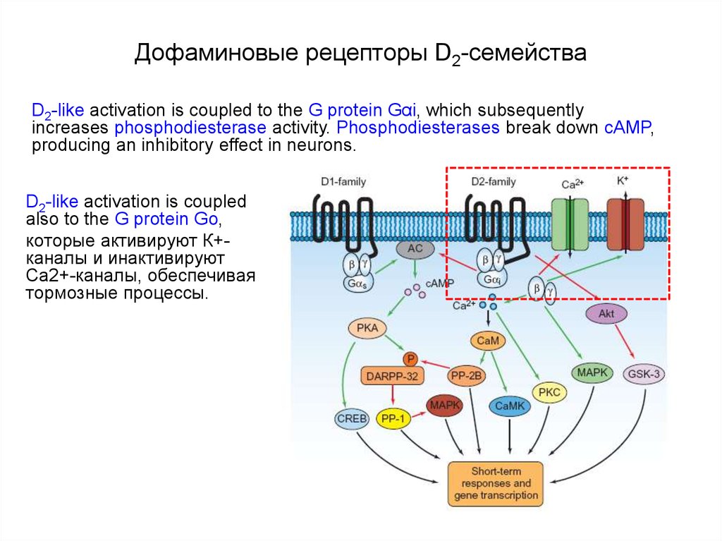 Рецептор механизмов. Д2 рецепторы дофамина. Дофаминовые д2 рецепторы локализация. Д1 и д2 рецепторы. Д2 рецепторы локализация.