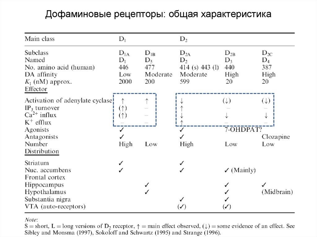 Дофаминовые рецепторы. Д1 и д2 дофаминовые рецепторы. Дофаминовые рецепторы функции. Дофаминовый Рецептор d2.