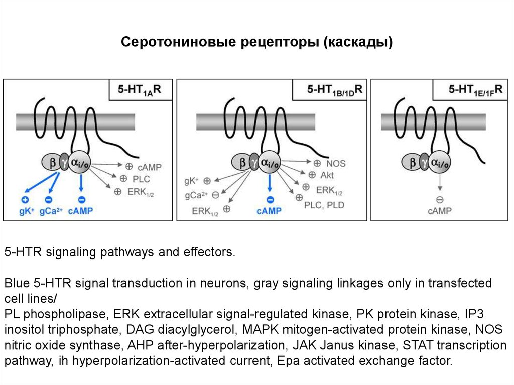 Рецептор 5. Рецепторы и эффекторы. Структура серотонинового рецептора. Понятие Рецептор и эффектор. Рецептор эффектор язык.