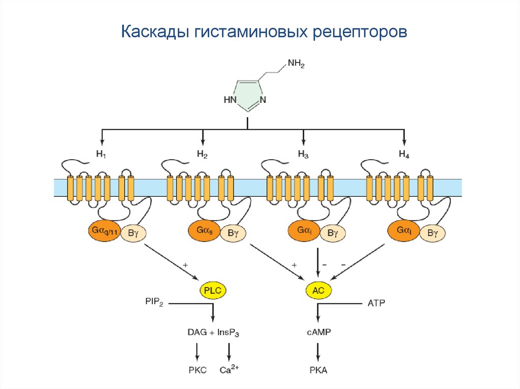 Гистаминовые рецепторы. Н1 гистаминовые рецепторы локализация. Н1 и н2 гистаминовые рецепторы. Расположение н2 гистаминовых рецепторов. H1 и h2 рецепторы.