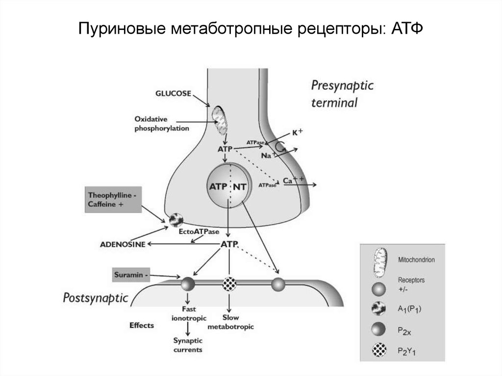 Синапс тендер. А1 пуриновые рецепторы. Пуриновые рецепторы р1. P1 пуриновые рецепторы. Аденозиновые (пуриновые) рецепторы.