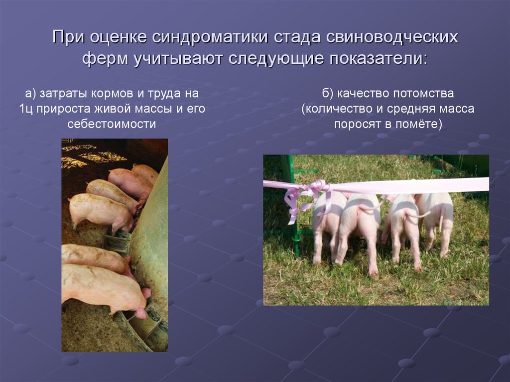 При оценке синдроматики стада свиноводческих ферм учитывают следующие показатели: