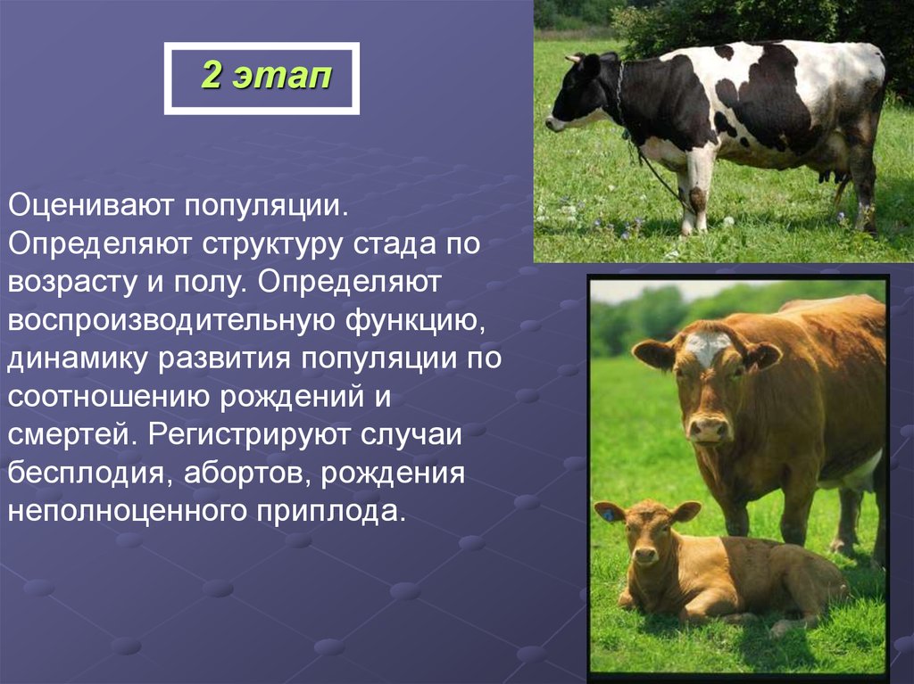 Реферат: Стресс сельскохозяйственных животных