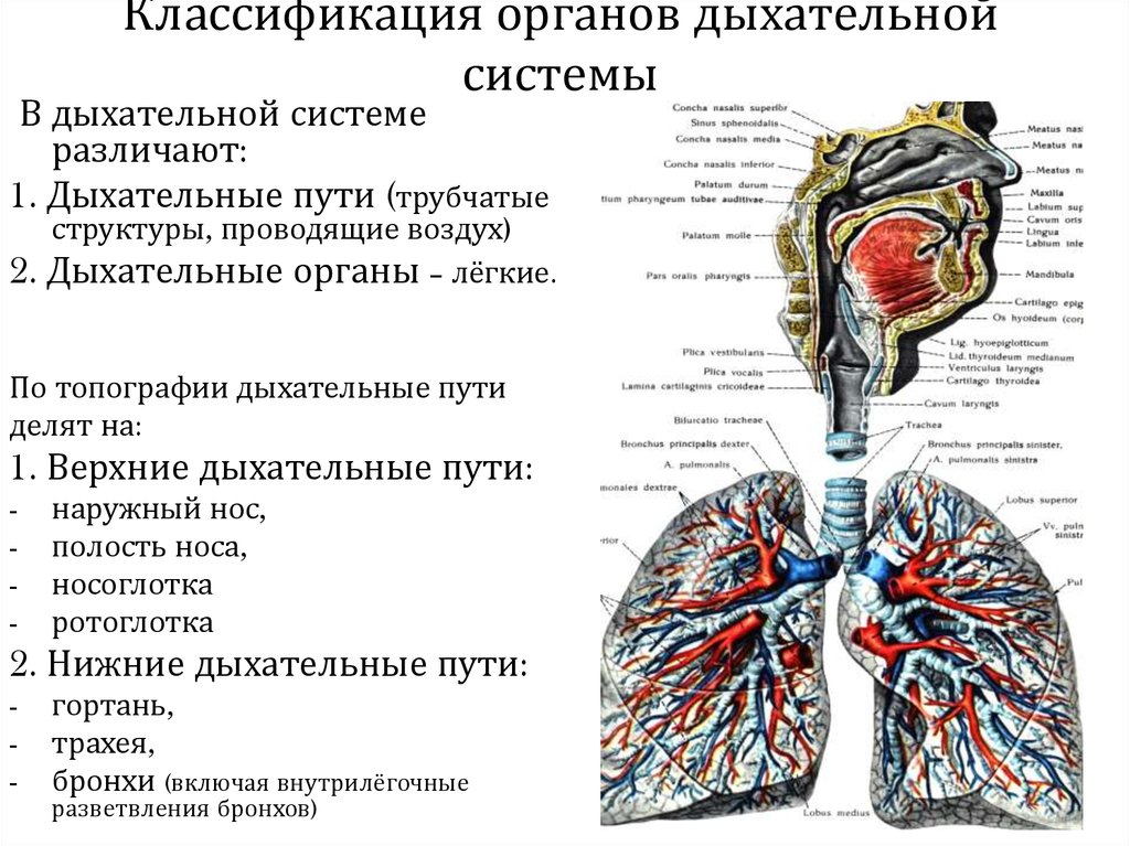 Дыхательная латынь. Верхние дыхательные пути схема. Строение и функции органов дыхания схема. Строение и функции дыхательных путей. Классификация дыхательной системы.