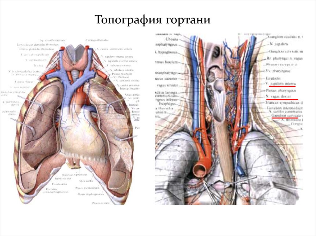 Строение топография. Топография гортани анатомия. Синтопия трахеи анатомия. Хрящи гортани топографическая анатомия.