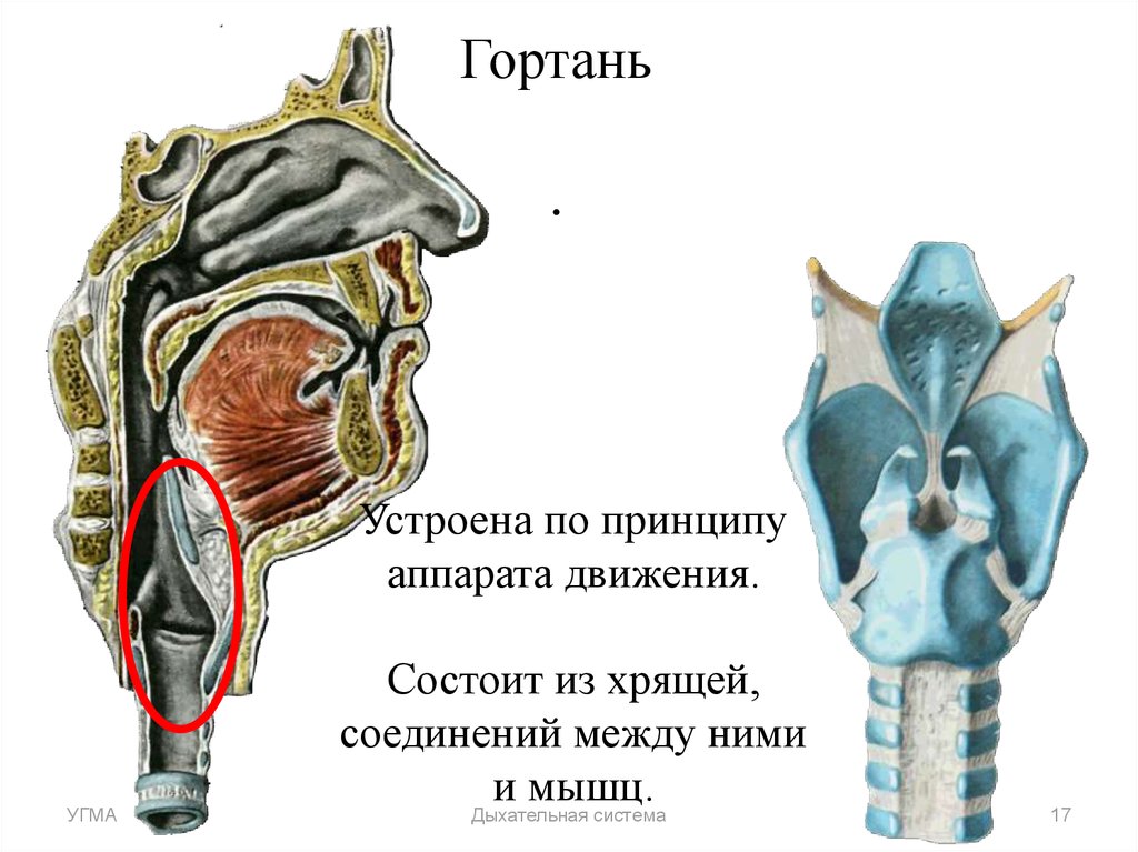 На рисунке изображено строение гортани выберите две. Анатомия гортани надгортанник. Надгортанный хрящ гортани. Надгортанник хрящ анатомия. Строение гортани, хрящи гортани. Голосовые связки..