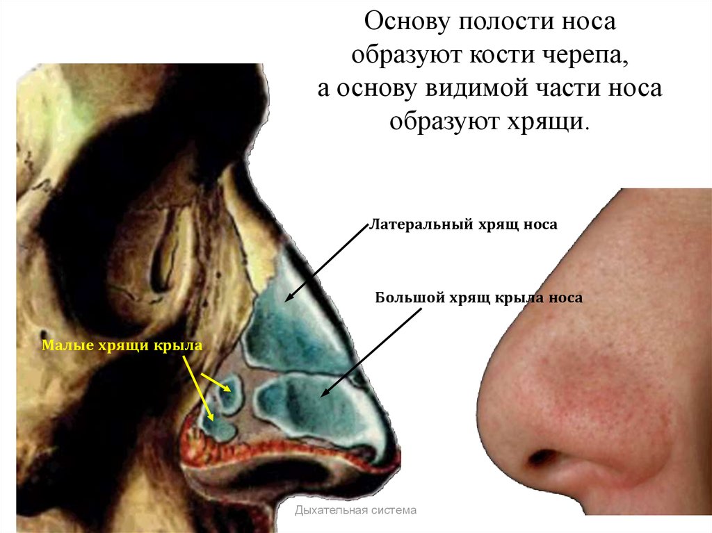 Почему может болеть нос. Наружный нос анатомия строение.
