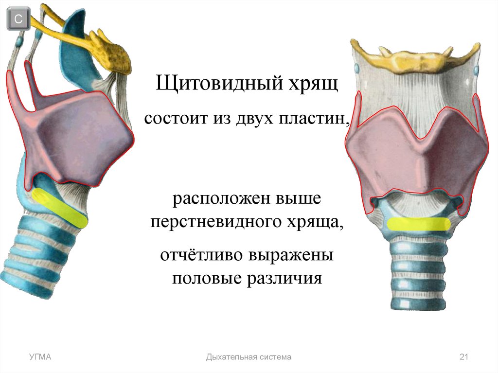 Передний верхний край. Щитовидный хрящ. Щитовидный хрящ состоит из. Пластинка щитовидного хряща. Щитовидный хрящ гортани.