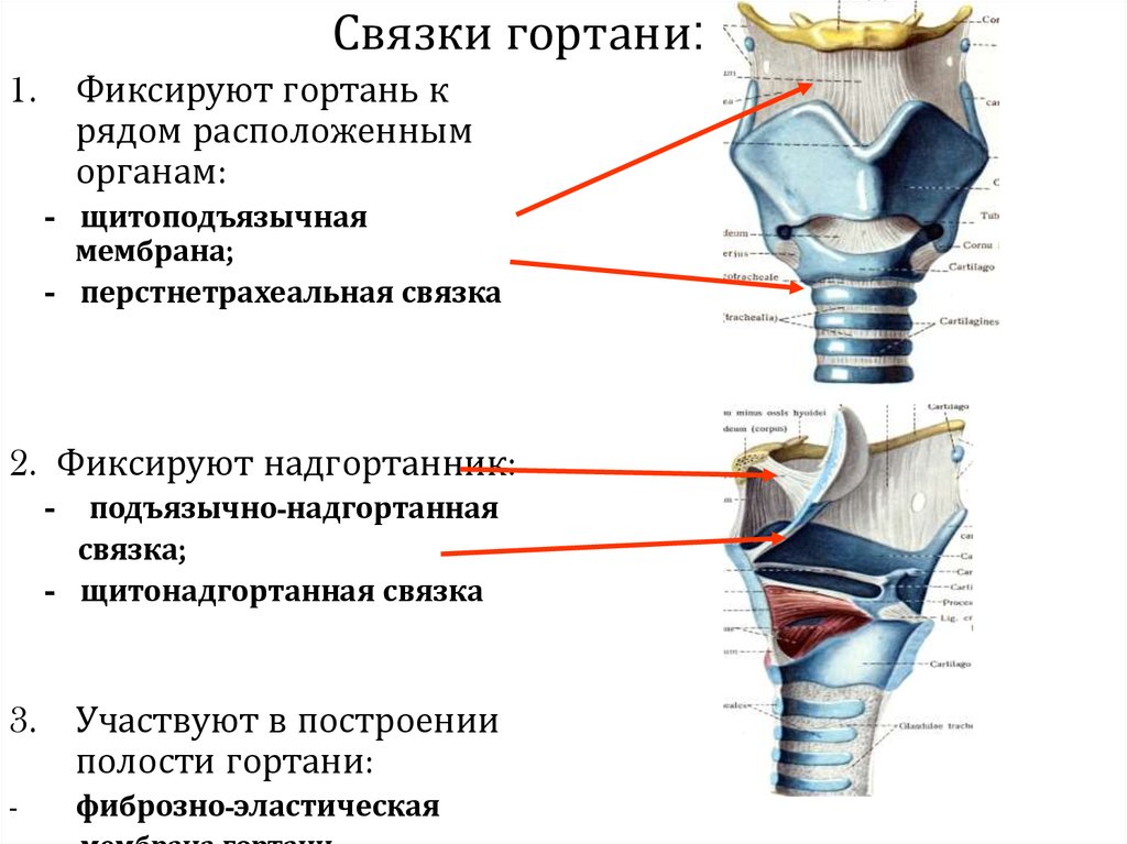 Гортань строение и функции. Хрящи связки и суставы гортани. Связочный аппарат гортани анатомия. Сочленения хрящей гортани. Хрящи гортани сбоку.