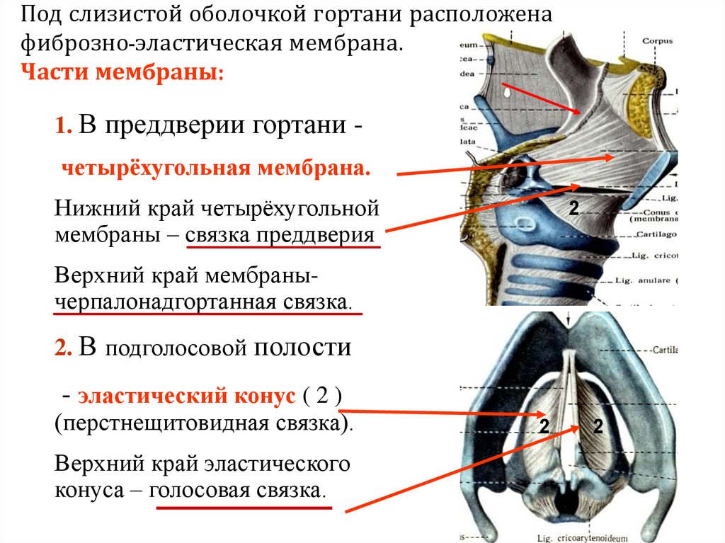 Связки гортани. Четырехугольная мембрана гортани. Четырехугольная мембрана гортани анатомия. Эластический конус гортани. Эластический конус гортани анатомия.