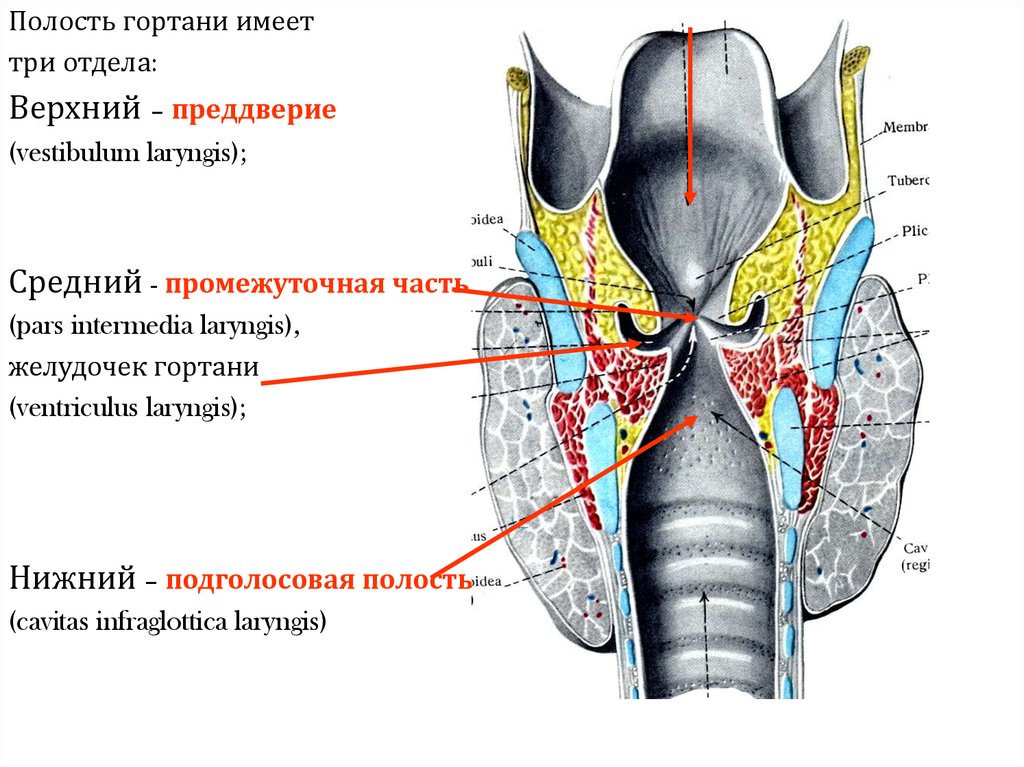 Верхний голосовой. Желудочек гортани (ventriculus laryngis) ограничен:. Полость гортани анатомия строение. Анатомические образования, ограничивающие желудочки гортани. Складки преддверия гортани анатомия.