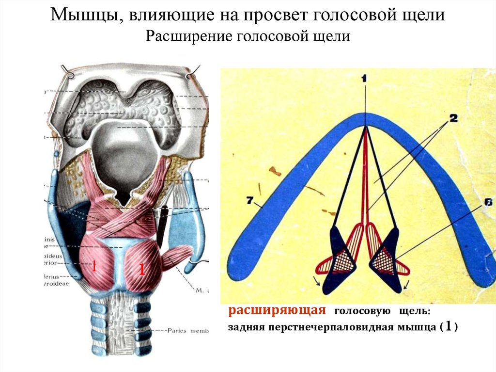 Мышц влияет. Мышцы гортани суживающие голосовую щель. Мышцы расширяющие и сужающие голосовую щель. Мышцы расширители голосовой щели. Мышцы суживатели голосовой щели.