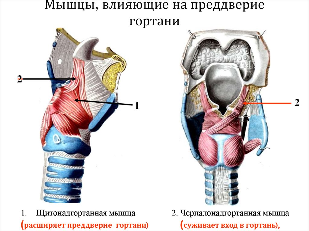 Гортань впр. Черпалонадгортанная складка анатомия гортани. Мышцы гортани вид сбоку. Мышцы гортани Неттер. Задняя перстнечерпаловидная мышца гортани.