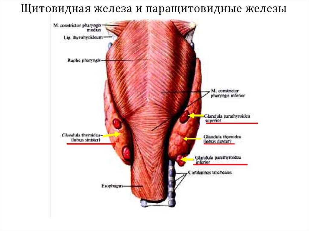 Паращитовидная железа презентация