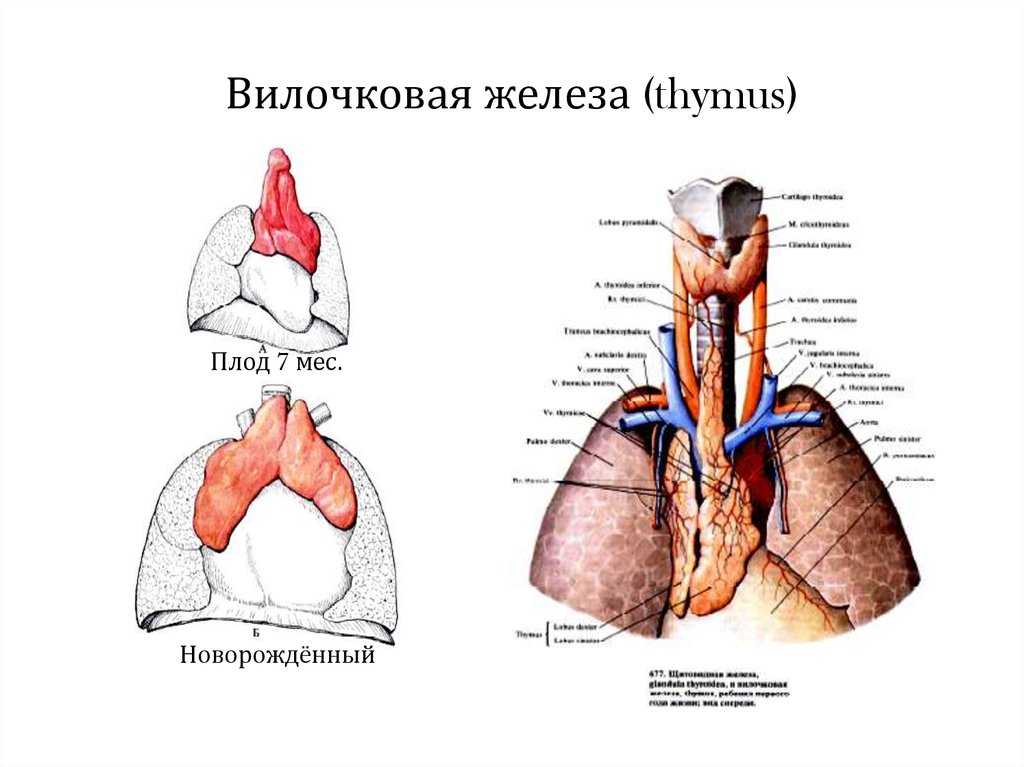 Тимус картинка с подписями