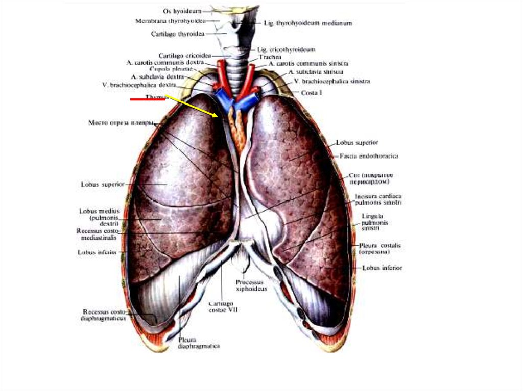 Вилочковая железа (thymus)