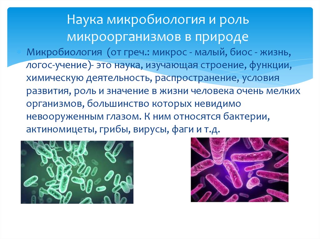 Бактерии являются тест. Распространение микробов в природе. Понятие о микроорганизмах. Роль микроорганизмов. Что такое микроорганизмов термин.