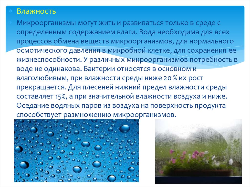 Низкая влажность воздуха. Влажность микроорганизмов. Влияние влажности на бактерии. Влажность воды. Влияние влажности на жизнедеятельность микроорганизмов.