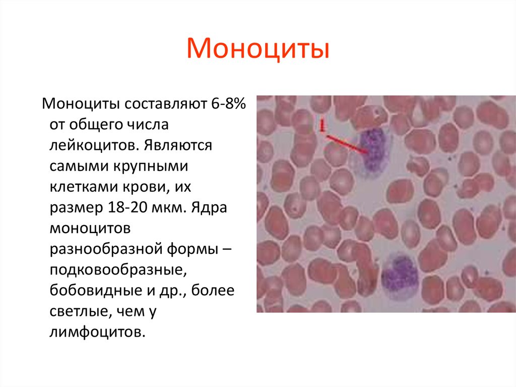 Моноцитов в крови 1. Характерное строение моноцитов. Структура моноцитов крови. Моноциты клетки. Моноциты строение.