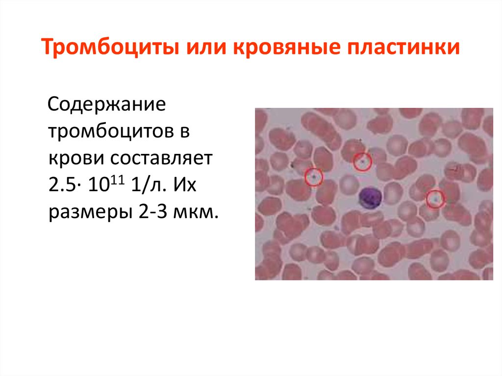 Тромбоциты. Тромбоциты в периферической крови. Тромбоциты или кровяные пластинки. Тромбоциты в крови гистология. Подсчет тромбоцитов в мазке крови.