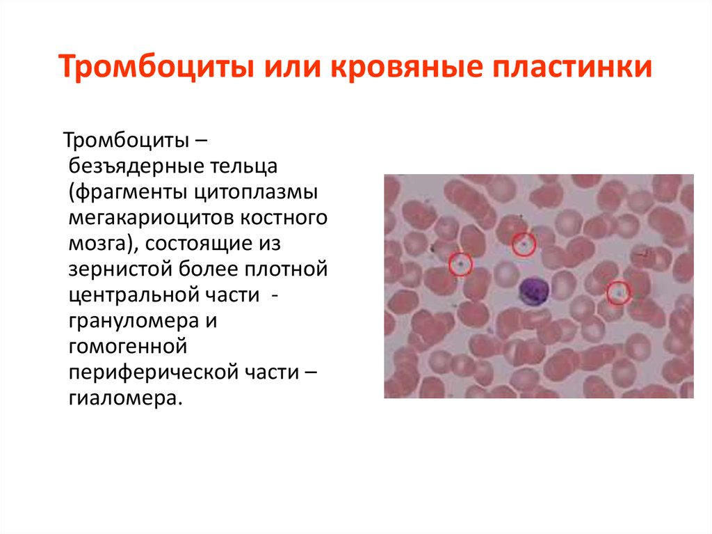 Функции тромбоцитов. Кровяные безъядерные тельца это тромбоциты. Гиаломер и грануломер тромбоцитов. Мегакариоциты в костном мозге. Строение тромбоцитов цитоплазма.