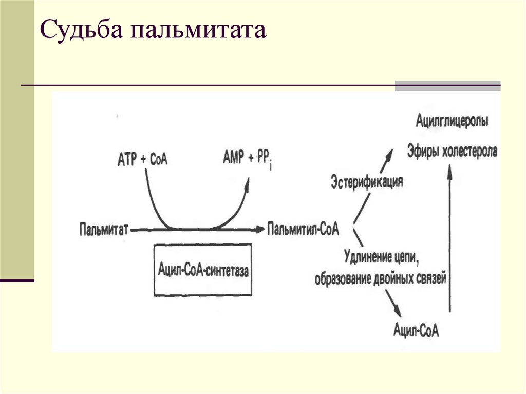 Липолиз биохимия схема