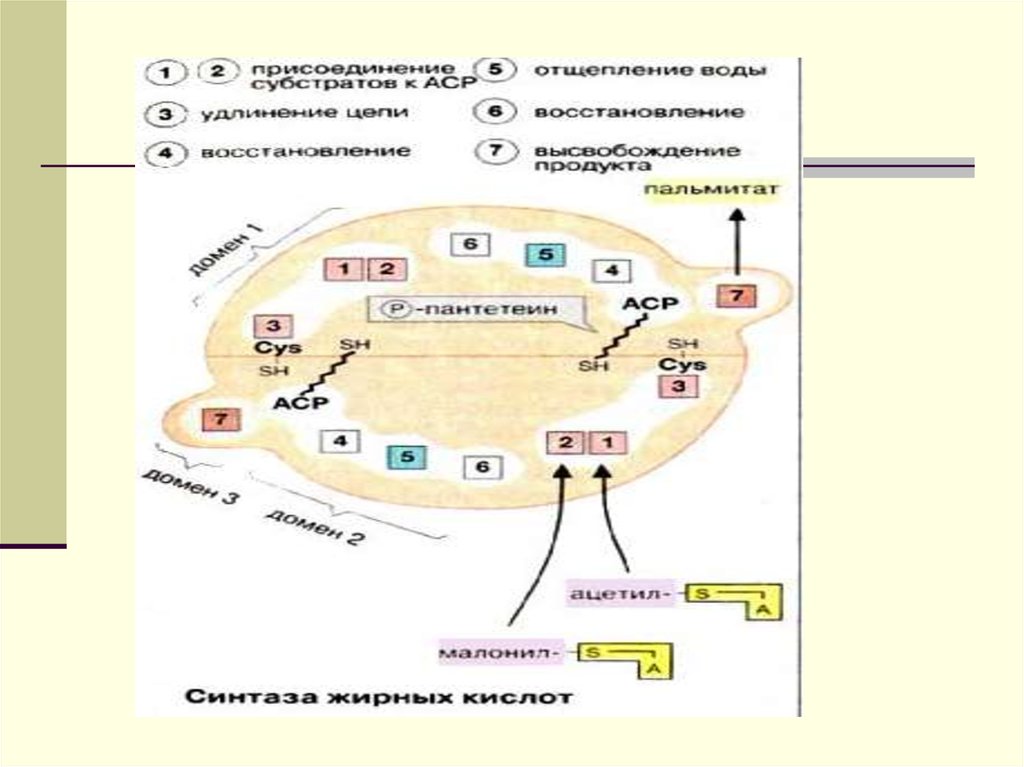 Биосинтез липидов и жирных кислот. Биосинтез липидов биохимия. Биохимические процессы растений