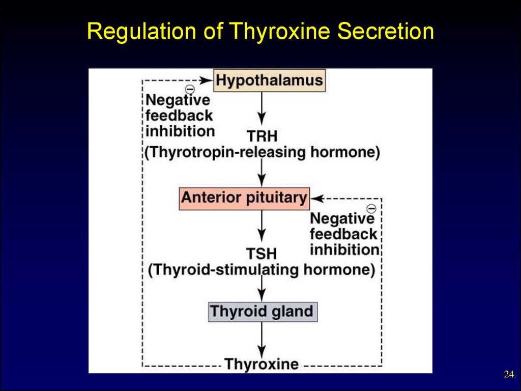 Regulation of Thyroxine Secretion