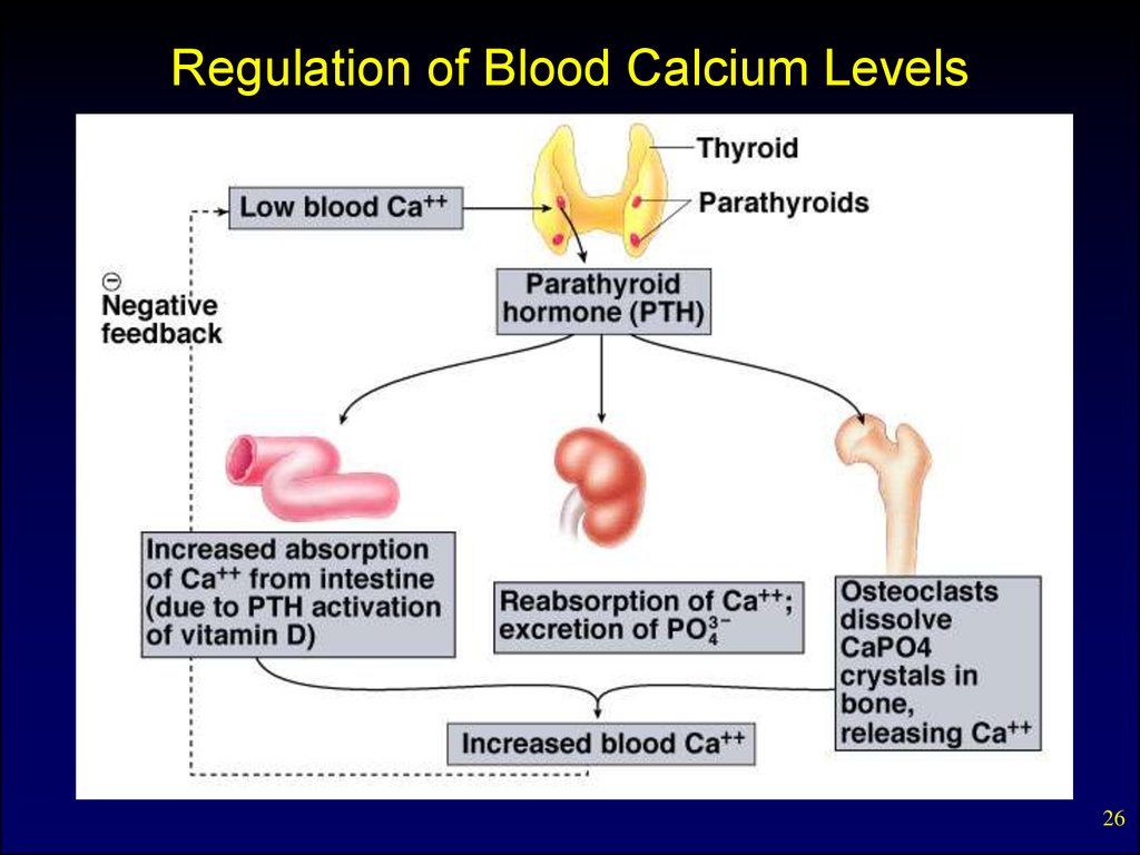 Regulation of Blood Calcium Levels