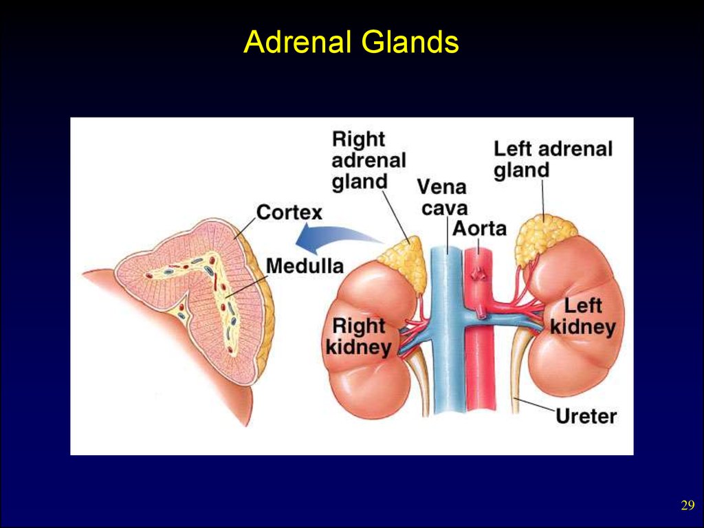 adrenal gland secretes