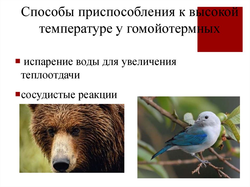 Способы приспособлений. Приспособление животных к температуре. Приспособления животных к высоким температурам. Приспособления животных к изменению температуры. Приспособленность животных к температуре.