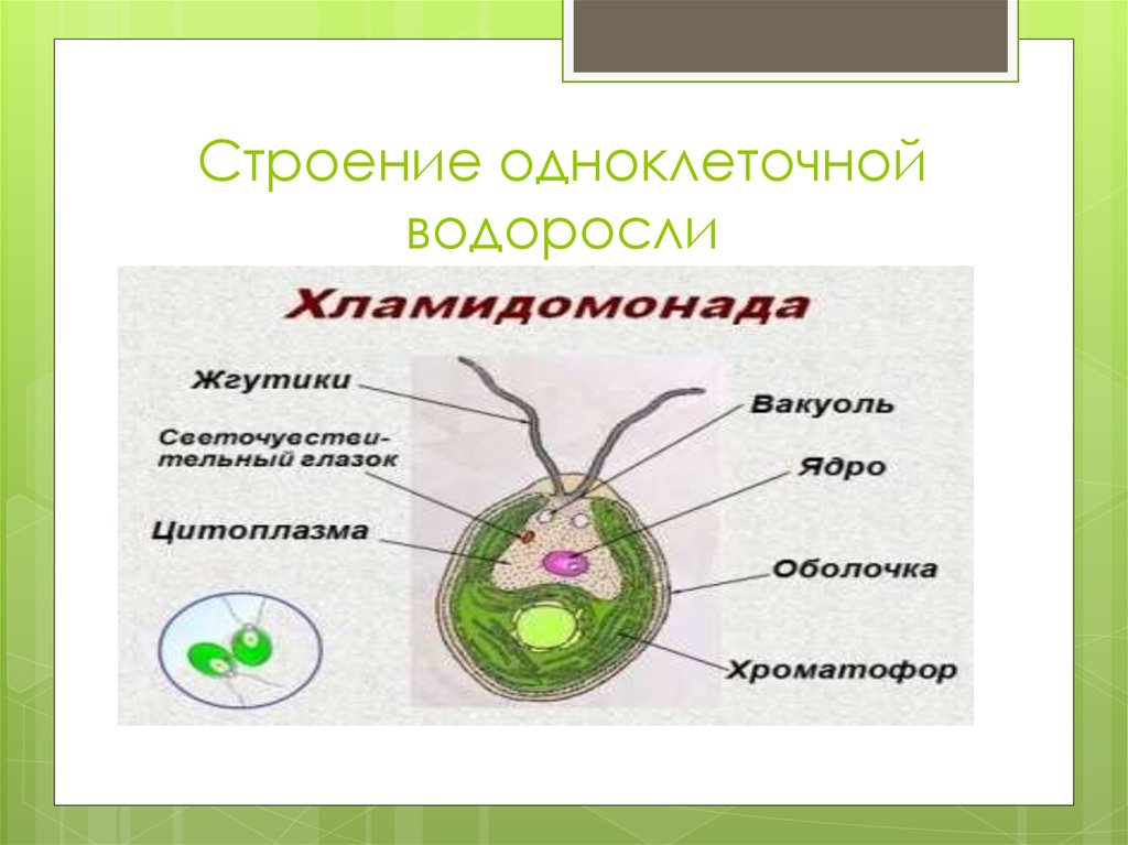 Одноклеточные водоросли биология. Строение одноклеточных зеленых водорослей. Одноклеточные водоросли строение клетки. Строение одноклеточной водоросли хламидомонады. Строение клетки одноклеточные зеленые водоросли.