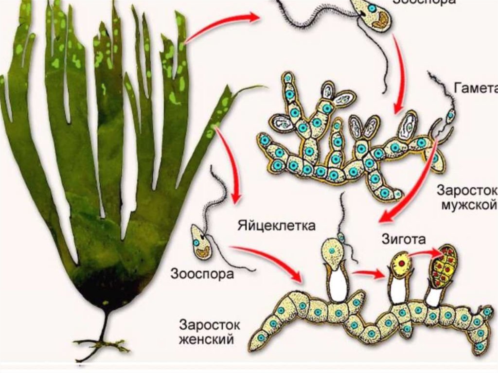Ламинария какая группа организмов. Бесполое размножение бурых водорослей. Бурая водоросль ламинария жизненный цикл. Размножение бурых водорослей схема. Спорангии ламинарии.
