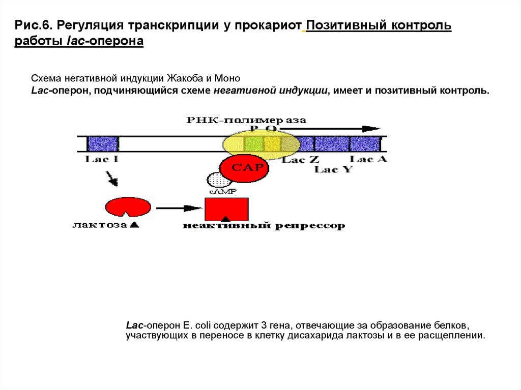 Регуляция генов прокариот. Схема регуляции транскрипции у прокариот. Схема регуляции генов у эукариот. Схема негативной индукции Lac-оперона. Регуляция генетической активности у эукариот.