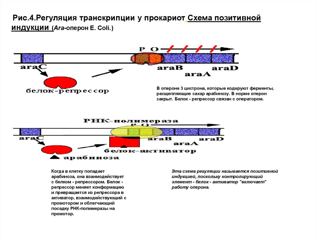 Ментальная карта суть процесса регуляции транскрипции