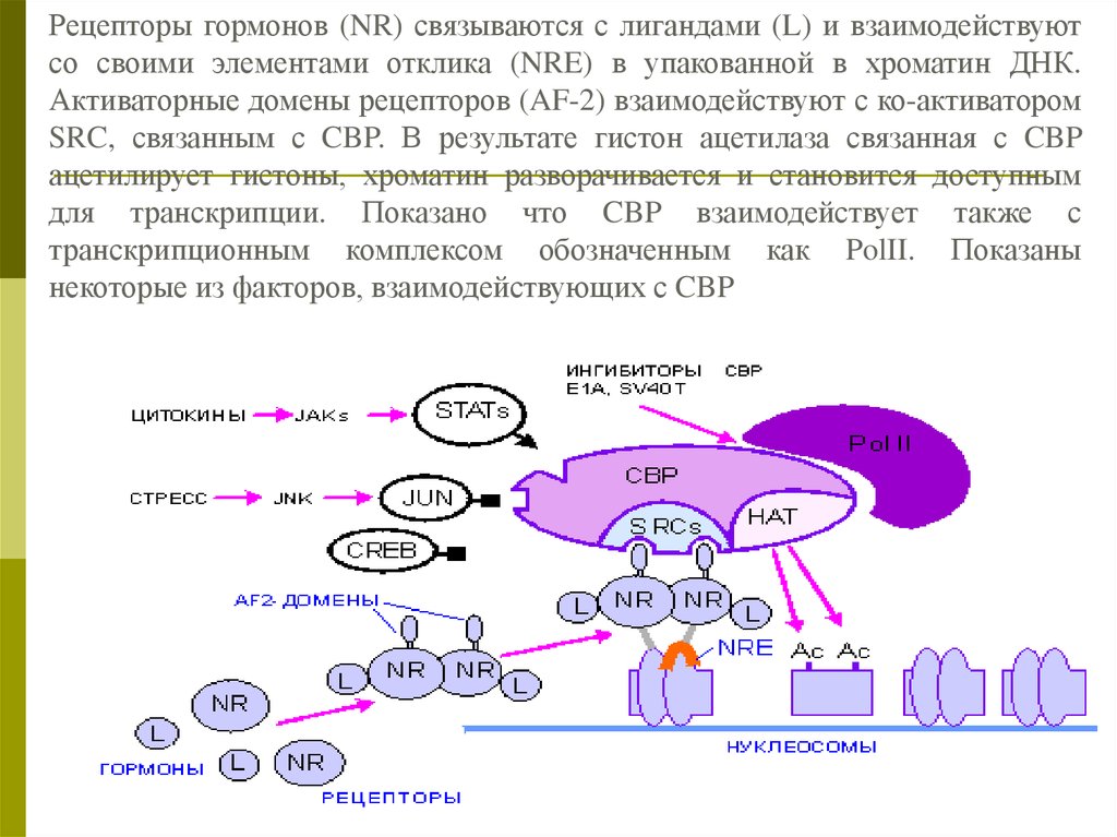 Регуляция у про и эукариот. Ацетилаза.