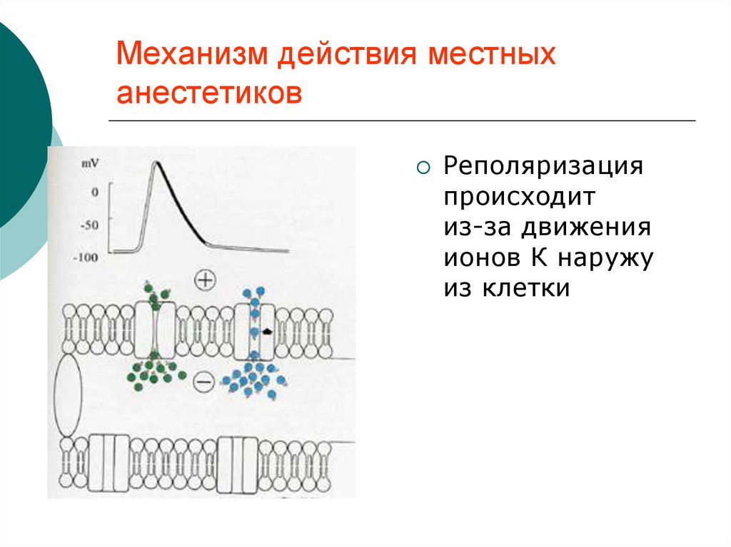 Местноанестезирующие механизм действия. Механизм действия местноанестезирующих средств. Схема действия местных анестетиков. Механизм действия анестетиков. Механизм действия местного анестетика.