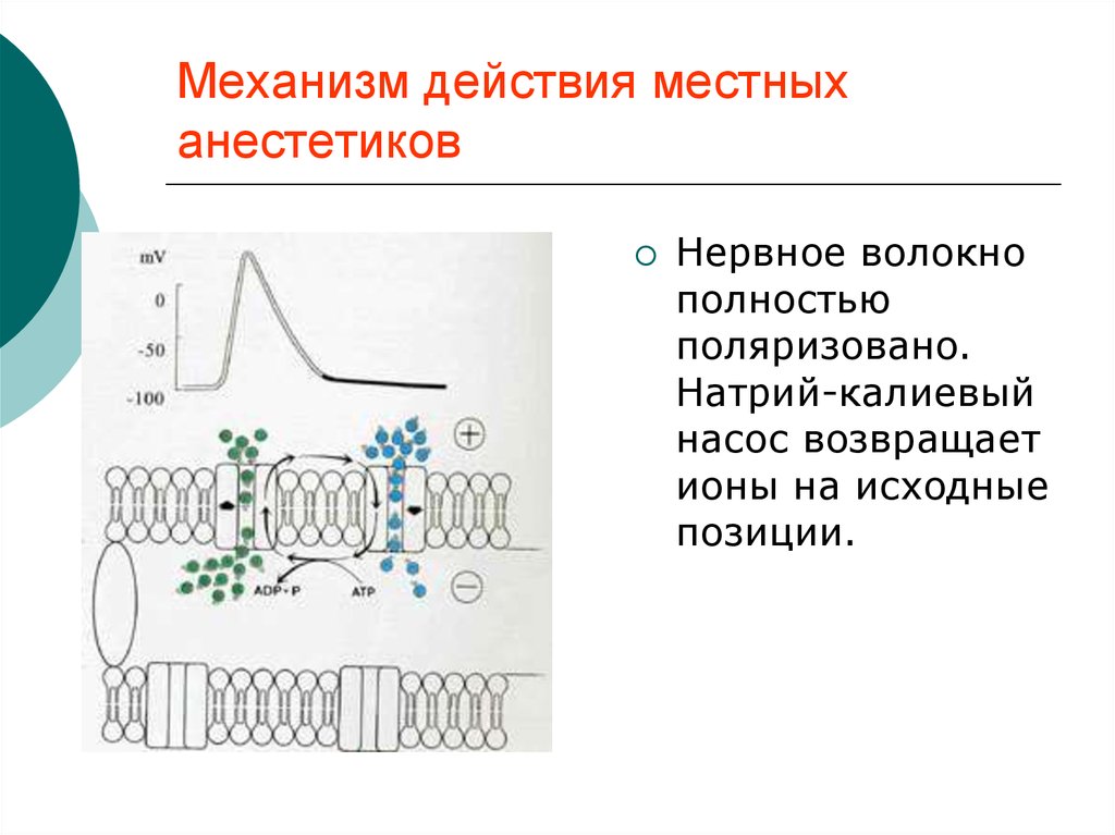 Последовательность видов чувствительности при воздействии местных анестетиков