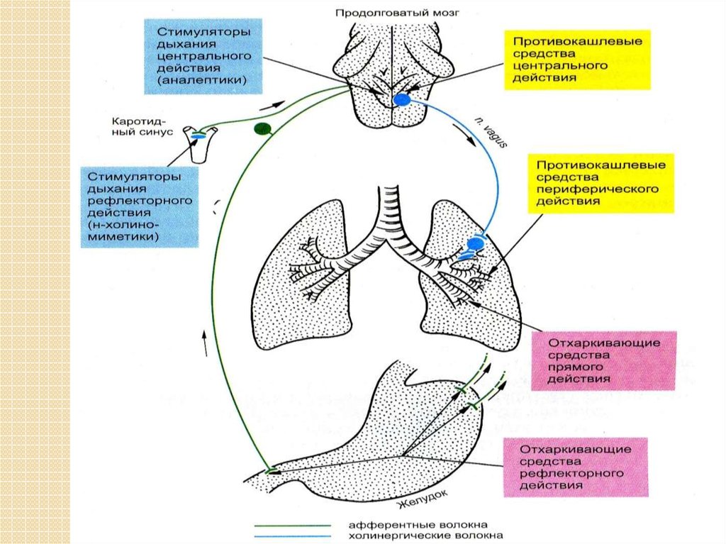 Рефлекторное эффект. Стимуляторы дыхания препараты механизм действия. Механизм действия отхаркивающих средств рефлекторного действия. Отхаркивающие препараты механизм действия рефлекторного. Препараты влияющие на дыхательную систему фармакология.
