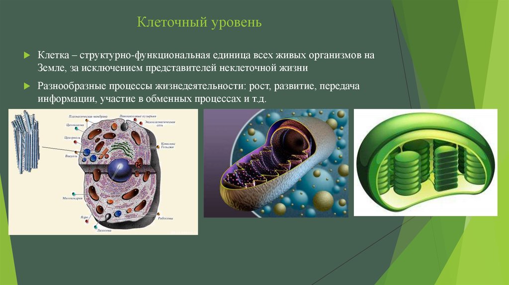 Клетка структурная и функциональная единица. Клеточный уровень организации живой материи. Клеточный уровень организации жизни. Клеточный уровень организации живого. Клеточный уровень организации это в биологии.