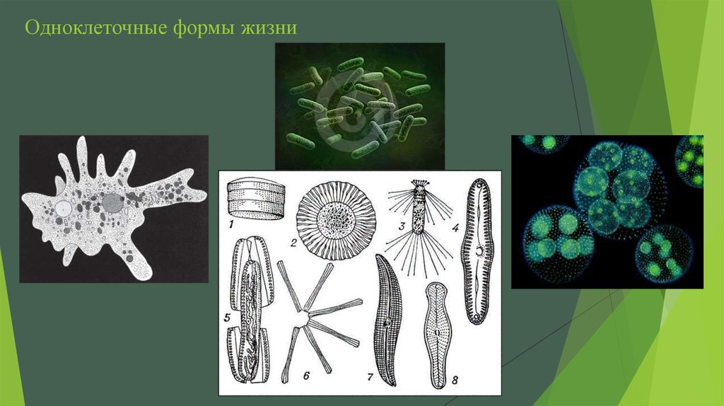 Различия в строении одноклеточных. Одноклеточные многоклеточные и неклеточные организмы. Многообразие одноклеточных. Одноклеточные организмы. Форма одноклеточных.