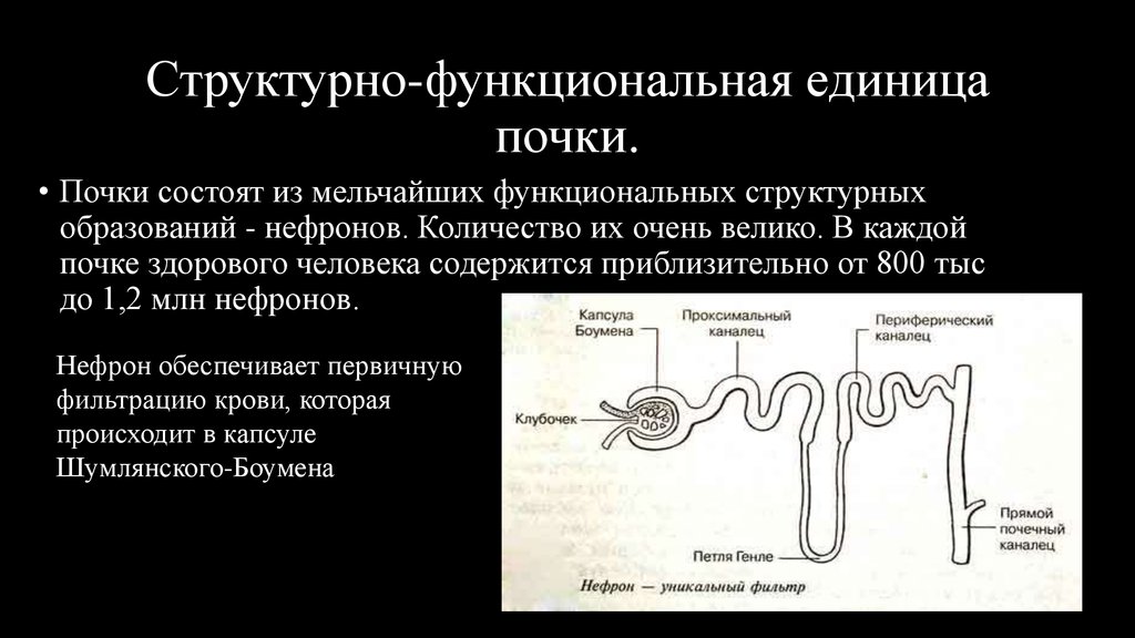 На рисунке изображена структурно функциональная единица почки