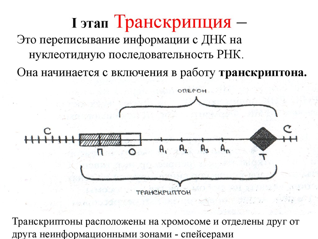 Этапы транскрипции