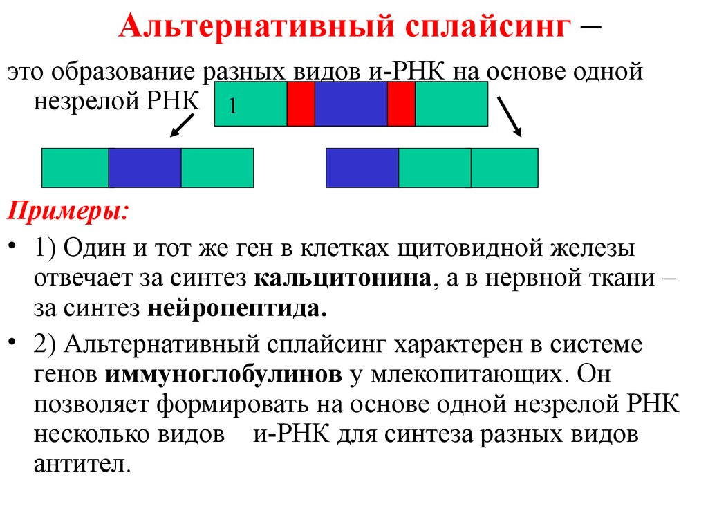 Контрольная работа по теме Основные положения сплайсинга