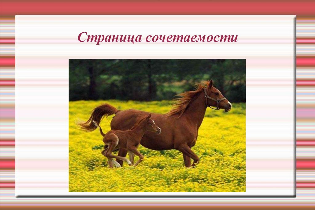 Лошадки со словами. Лошадь для презентации. Слово лошадь. Сочитаемость Слава лошадь. Портрет одного слова конь.