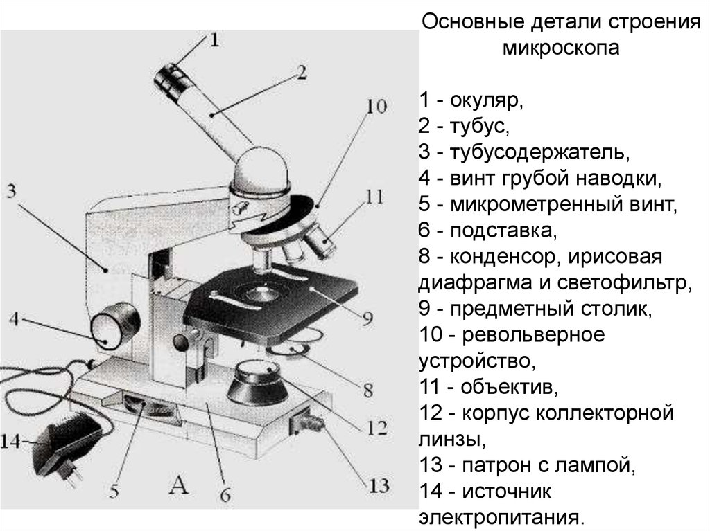 Строение микроскопа рисунок с подписями