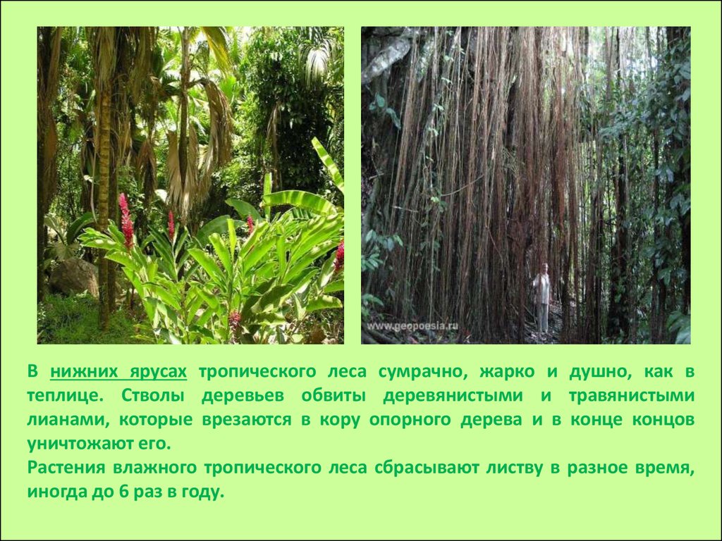 Тропический лес текст. Растения в тропических лесах. Растительность в тропическом поясе. Растительный мир тропических лесов. Животные и растения тропических лесов.