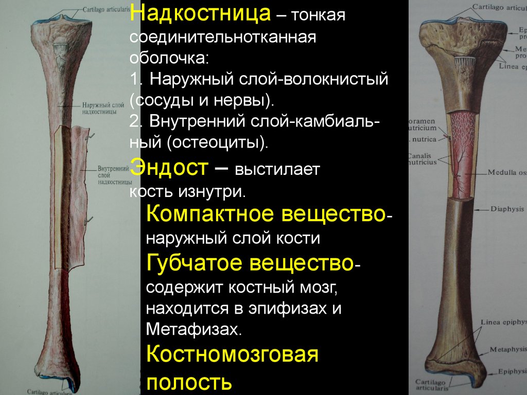 Надкостница голени. Надкостница и эндост. Надкостница, эндост. Костный мозг. Строение кости эндост периост.