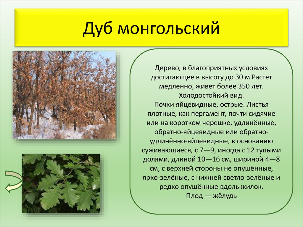 Дуб условия. Дуб монгольский побег. Дуб монгольский описание. Дуб монгольский описание дерева. Типы листьев дуб монгольский.