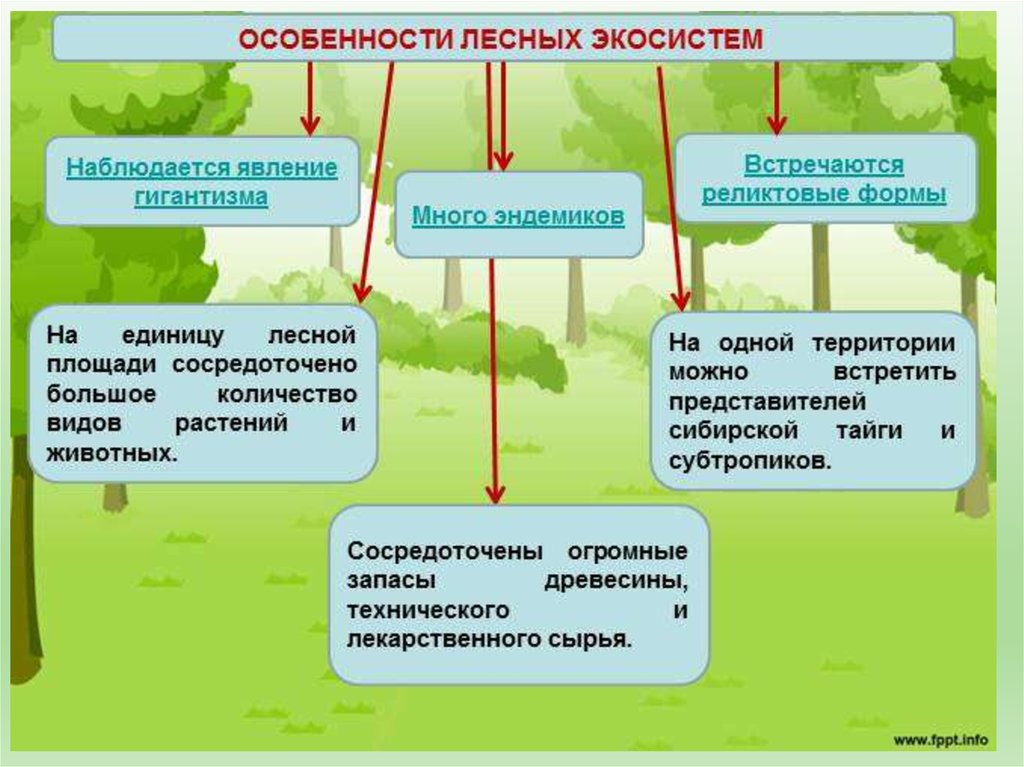 Признаки леса